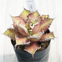 �Ը�ʪ�ե����١������Υ�����åɥ���åȥ��������롡��ȥ���3��