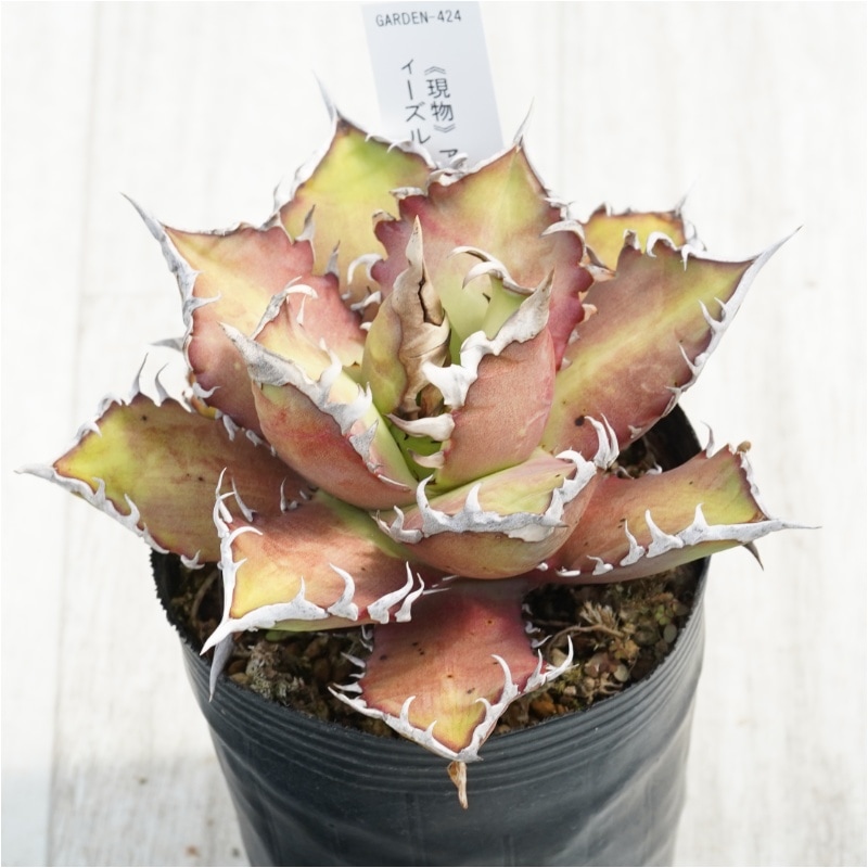 現物》アガべ チタノタ レッドキャットウィーズル レトロ 3号 | | 現物