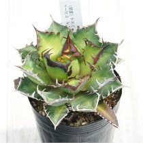 �Ը�ʪ�ե����١������Υ�����åɥ���åȥ��������롡�ǥ�ǭ��3��