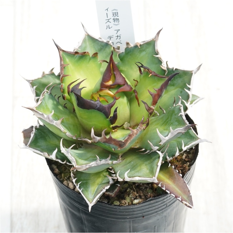 現物》アガべ チタノタ レッドキャットウィーズル デカ猫 3号 | | 現物