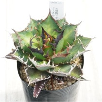 �Ը�ʪ�ե����١������Υ�����åɥ���åȥ��������롡�ǥ�ǭ��3��