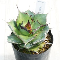 �Ը�ʪ�ե����١������Υ����ϥǥ���3��