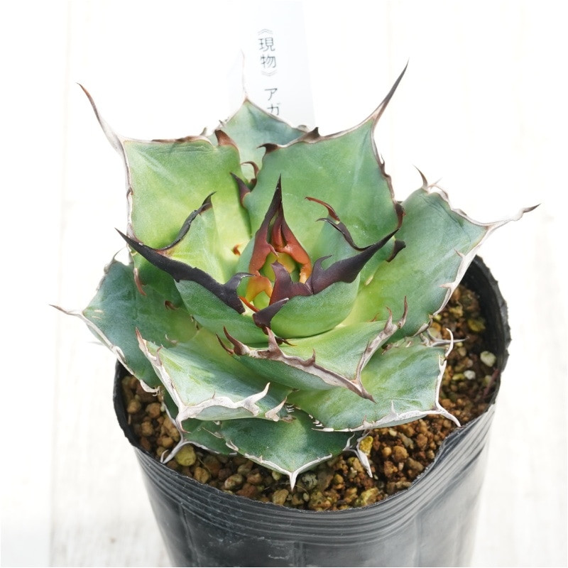 �Ը�ʪ�ե����١������Υ����ϥǥ���3��