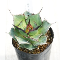 �Ը�ʪ�ե����١������Υ����ϥǥ���3��