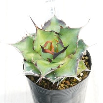 �Ը�ʪ�ե����١������Υ����ϥǥ���3��