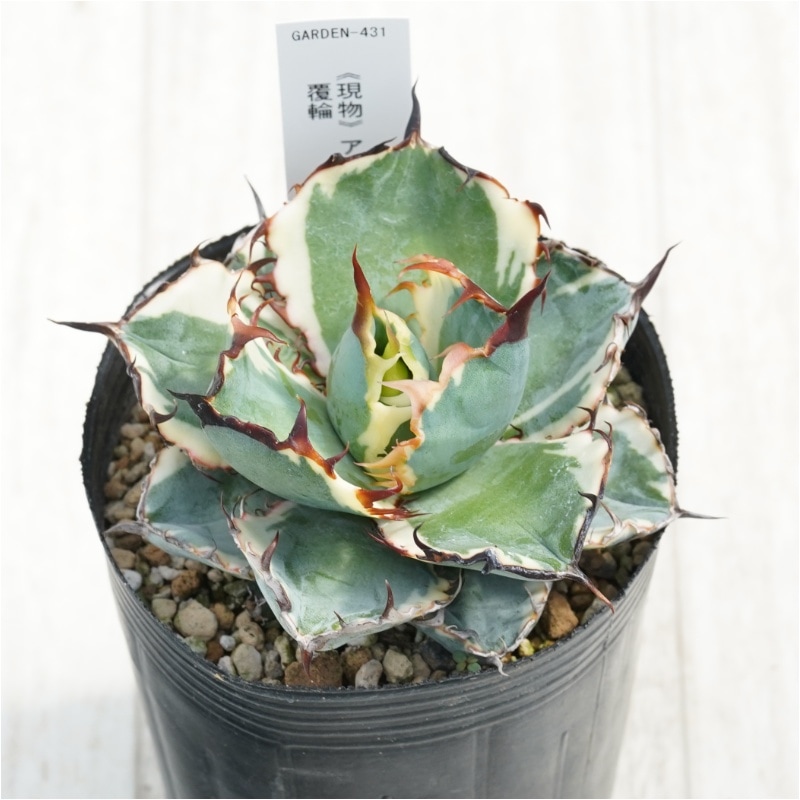 現物》アガべ チタノタ ブラック＆ブルー 覆輪 3号 | | 現物販売