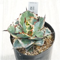 �Ը�ʪ�ե����١������Υ����֥�å����֥롼��ʤ�ء�3��