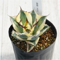 �Ը�ʪ�ե����١������Υ������ʥ���ȥ�������3��