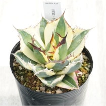 �Ը�ʪ�ե����١������Υ������ʥ���ȥ�������3��