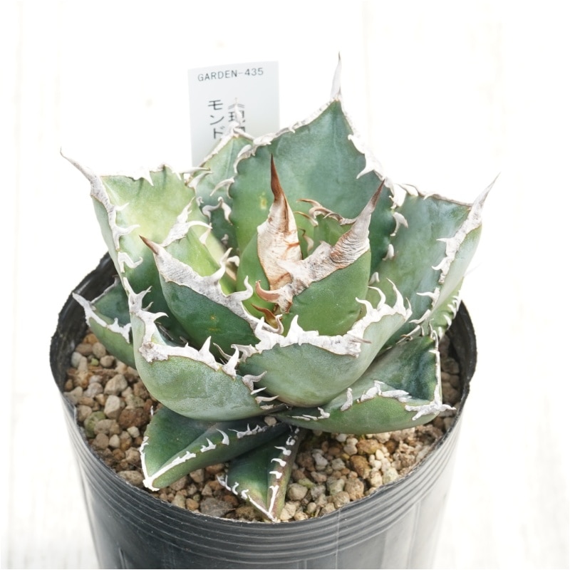 �Ը�ʪ�ե����١������Υ�����եꥫ��������ɡ�SAD�ˡ�3��