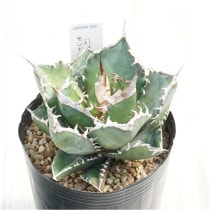 �Ը�ʪ�ե����١������Υ�����եꥫ��������ɡ�SAD�ˡ�3��