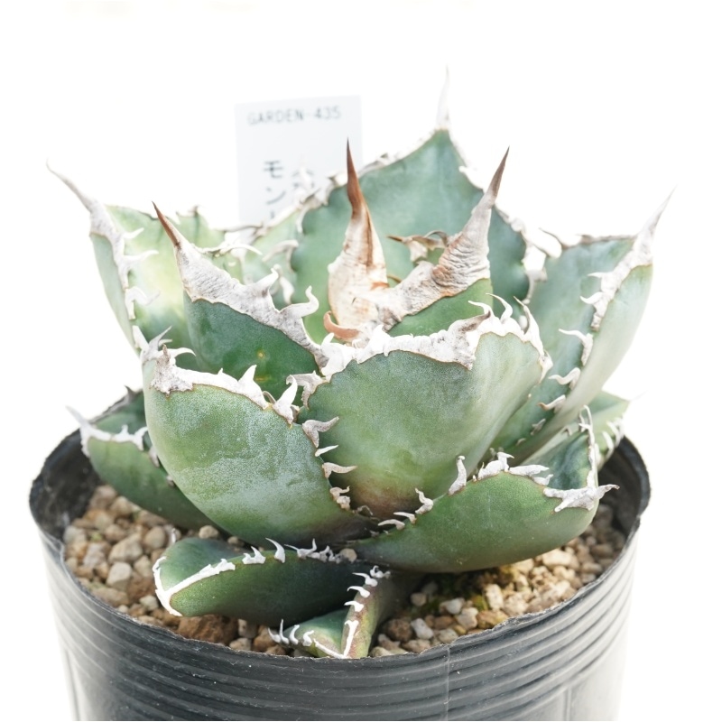 現物》アガべ チタノタ 南アフリカダイヤモンド（SAD） 3号 | | 現物