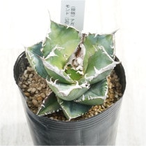 �Ը�ʪ�ե����١������Υ�����եꥫ��������ɡ�SAD�ˡ�3��