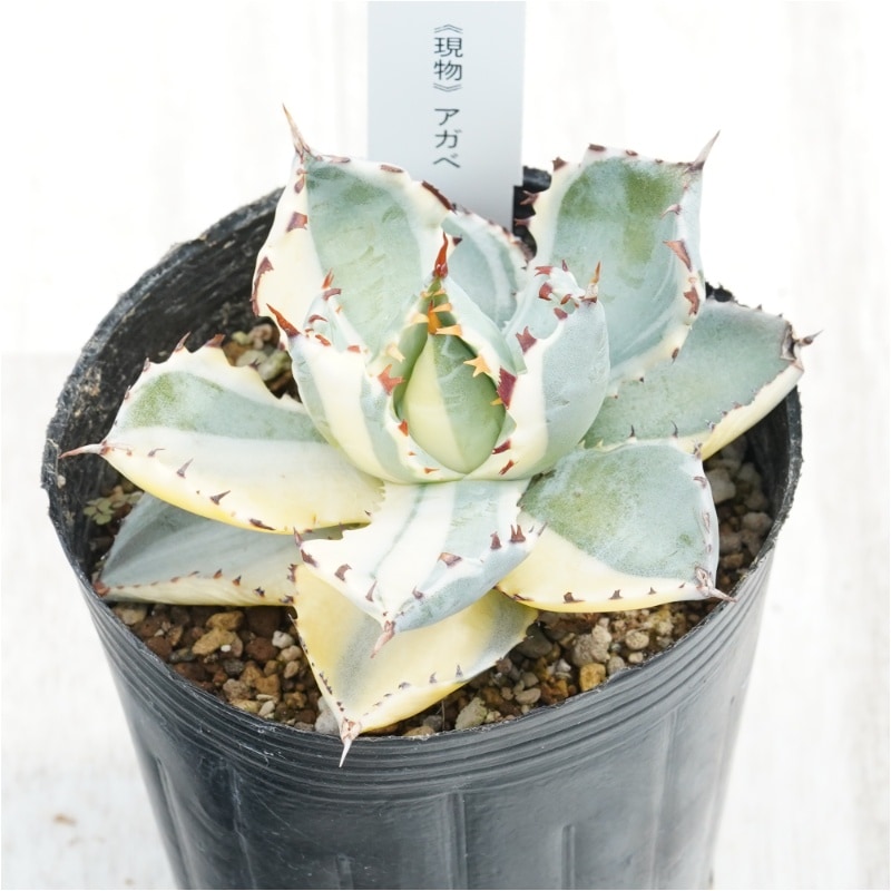 現物》アガべ イシスメンシス カブトガニ錦 3号 | | 現物販売