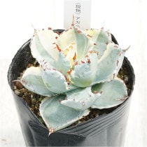 �Ը�ʪ�ե����١���������󥷥������֥ȥ��˶ӡ�3��