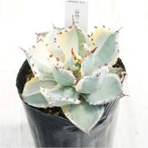 �Ը�ʪ�ե����١���������󥷥������֥ȥ��˶ӡ�3��