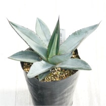 �Ը�ʪ�ե����١����㡼��������4��