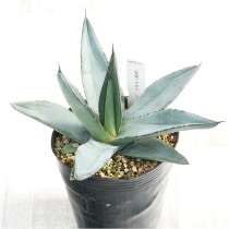 �Ը�ʪ�ե����١����㡼��������4��