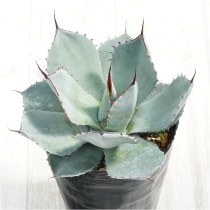 �Ը�ʪ�ե����١��ѥ꡼�ȥ�󥫡�����������ꥯ�������4��