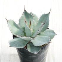 �Ը�ʪ�ե����١��ѥ꡼�ȥ�󥫡�����������ꥯ�������4��