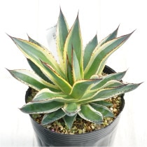 �Ը�ʪ�ե����١����󥰥�����4��