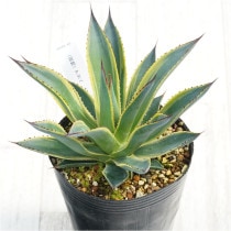 �Ը�ʪ�ե����١����󥰥�����4��