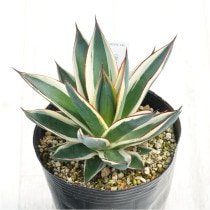 �Ը�ʪ�ե����١����Ρ���������4��