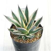 �Ը�ʪ�ե����١����Ρ���������4��