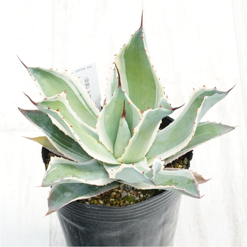 �Ը�ʪ�ե����١��ݥ��ȥ�ࡡ���Ρ��ե����롡4��