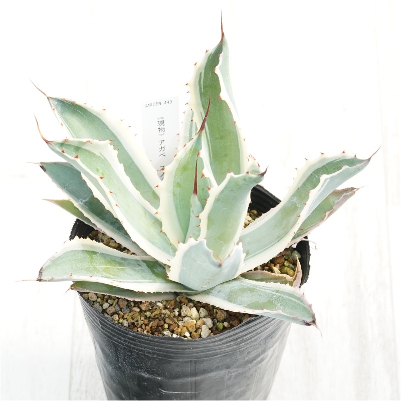 �Ը�ʪ�ե����١��ݥ��ȥ�ࡡ���Ρ��ե����롡4��