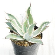 �Ը�ʪ�ե����١��ݥ��ȥ�ࡡ���Ρ��ե����롡4��