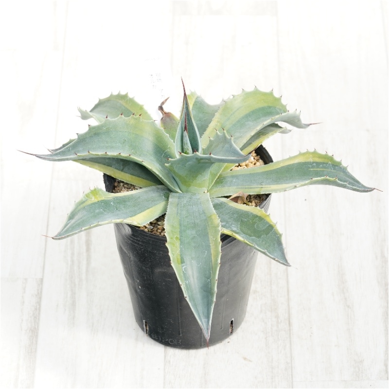 �Ը�ʪ�ե����١����Хƥ��ե��ꥢ�����륫��4��