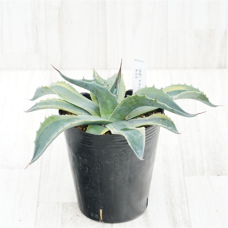 現物》アガべ オバティフォリア オルカ 4号 | | 現物販売