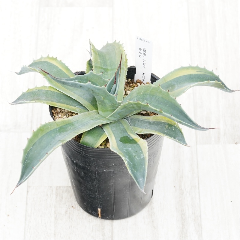 現物》アガべ オバティフォリア オルカ 4号 | | 現物販売