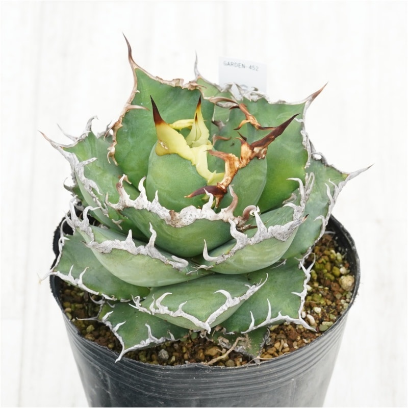 現物》アガべ チタノタ シーザー 4号 | | 現物販売（コレクション株