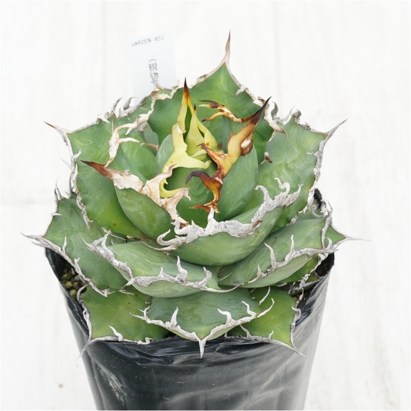 �Ը�ʪ�ե����١������Υ�������������4��