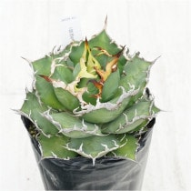 �Ը�ʪ�ե����١������Υ�������������4��