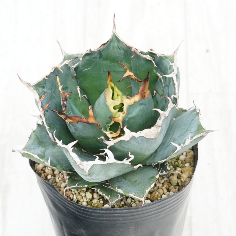 �Ը�ʪ�ե����١������Υ�����ߡ�4��