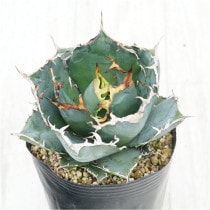 �Ը�ʪ�ե����١������Υ�����ߡ�4��