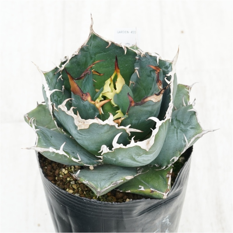 �Ը�ʪ�ե����١������Υ�����ߡ�4��