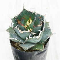 �Ը�ʪ�ե����١������Υ�����ߡ�4��