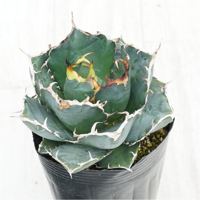 �Ը�ʪ�ե����١������Υ�����ߡ�4��