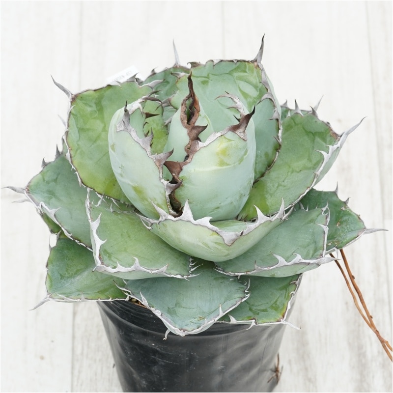 �Ը�ʪ�ե����١������Υ����֥�å����֥롼��4��