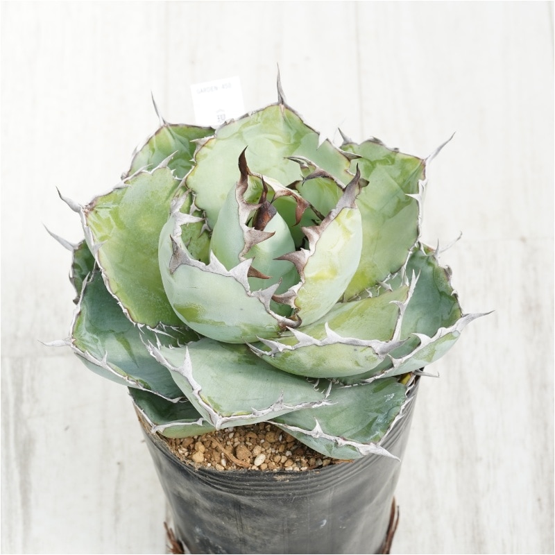 現物》アガべ チタノタ ブラック＆ブルー 4号 | | 現物販売