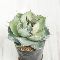 �Ը�ʪ�ե����١������Υ����֥�å����֥롼��4��