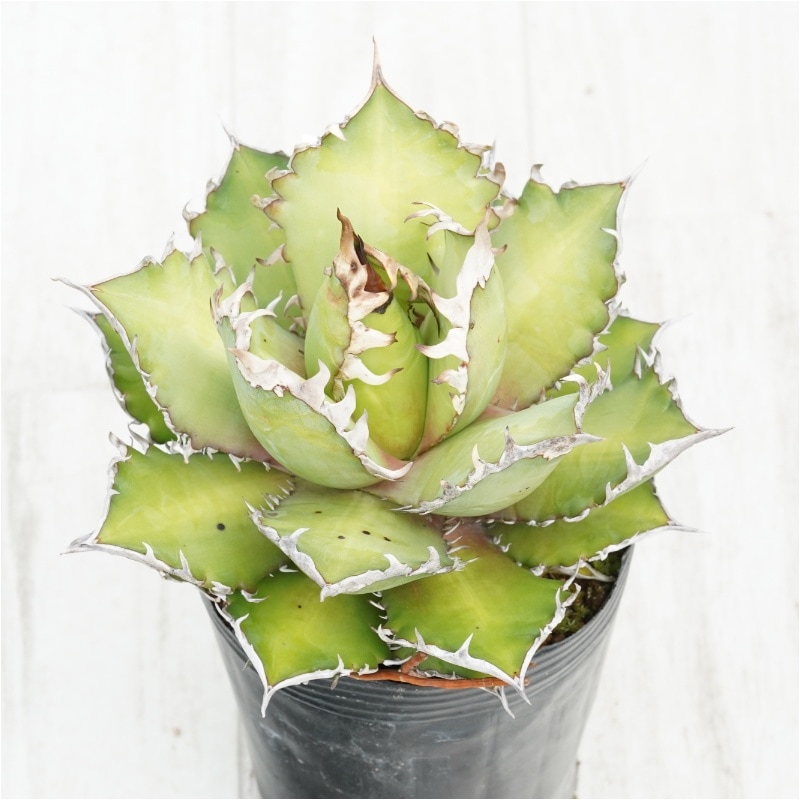 �Ը�ʪ�ե����١������Υ�����åɥ���åȥ��������롡��ǭ��4��