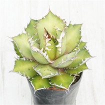 �Ը�ʪ�ե����١������Υ�����åɥ���åȥ��������롡��ǭ��4��