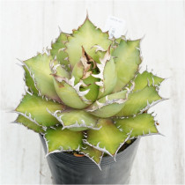 �Ը�ʪ�ե����١������Υ�����åɥ���åȥ��������롡��ǭ��4��