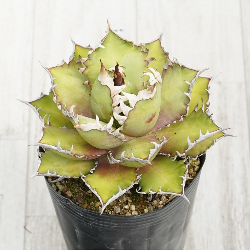 �Ը�ʪ�ե����١������Υ�����åɥ���åȥ��������롡��ǭ��4��