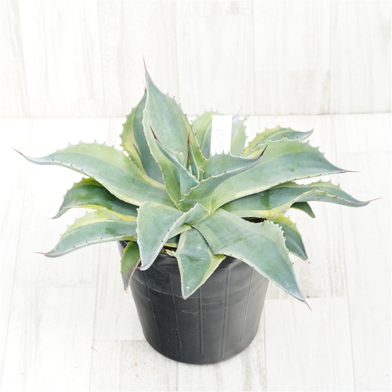 �Ը�ʪ�ե����١����Хƥ��ե��ꥢ�����륫��6��